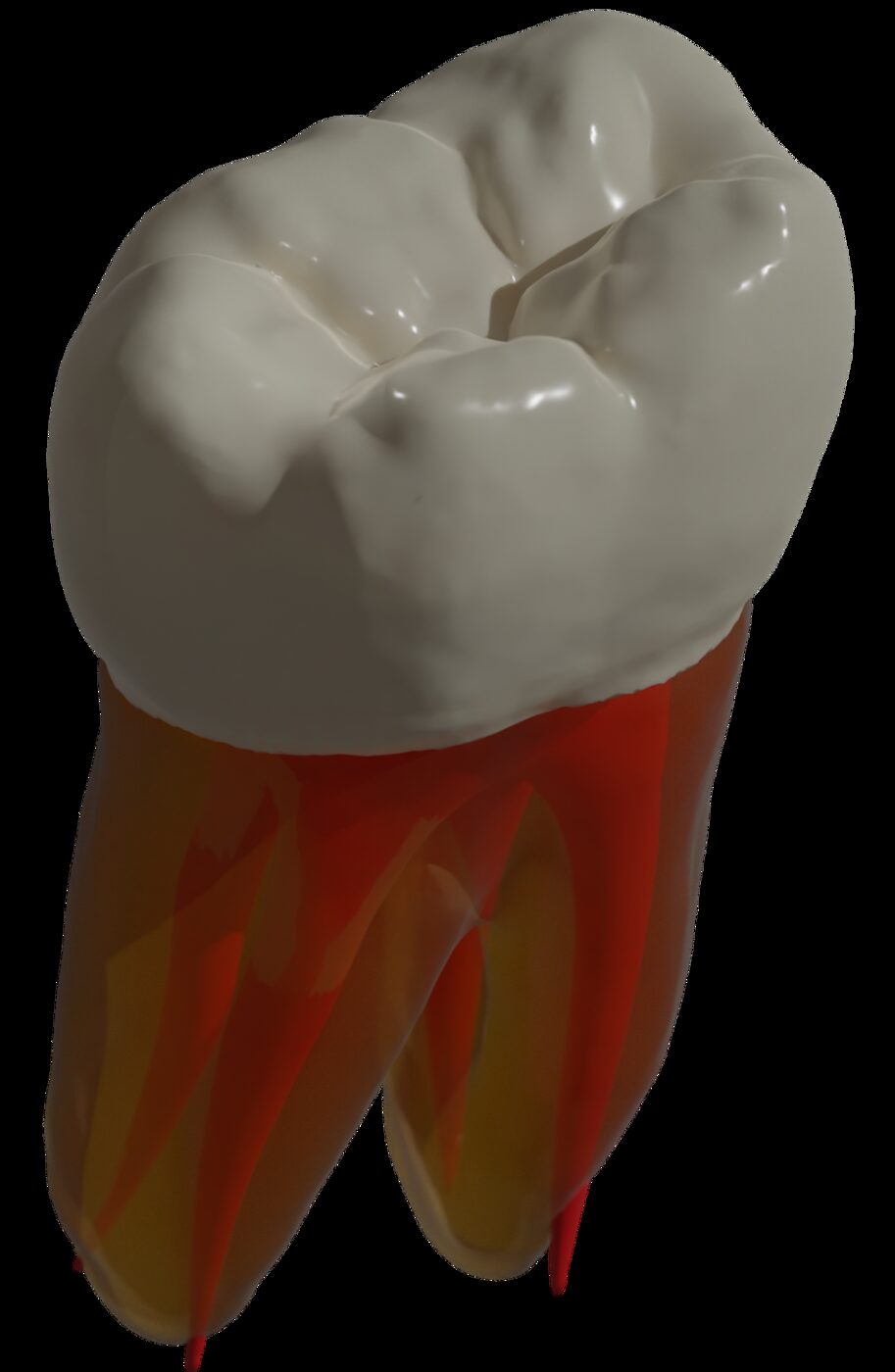 Tooth model with three layers: enamel, dentin, pulp
